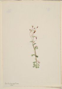 Zonder titel - Plantenstudie