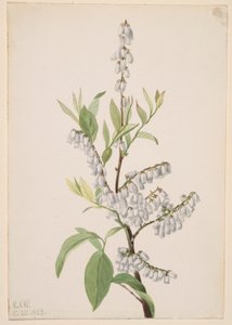 Zonder titel - Plantenstudie