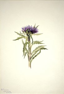 Zonder titel - Plantenstudie