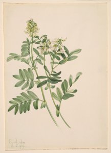 Zonder titel - Plantenstudie door Mary Vaux Walcott
