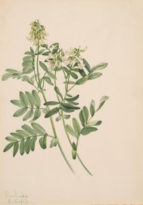 Zonder Titel--Plantenstudie, 1919 door Mary Vaux Walcott