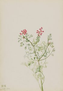 Zonder Titel--Plantenstudie, 1922