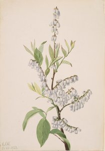 Zonder Titel - Plant Studie, 1923 door Mary Vaux Walcott