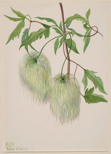Zonder titel--Plantstudie, 1939