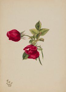 Zonder Titel--Roos door Mary Vaux Walcott