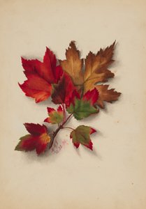 Zonder titel (herfstbladeren) door Mary Vaux Walcott