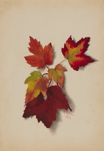 Zonder titel (herfstbladeren) door Mary Vaux Walcott