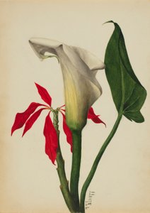Zonder titel (Calla Lily) door Mary Vaux Walcott