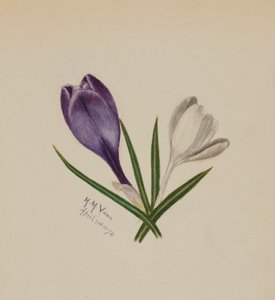 Zonder titel (Krokussen) door Mary Vaux Walcott