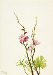 Zonder titel (Bloemstudie door Mary Vaux Walcott