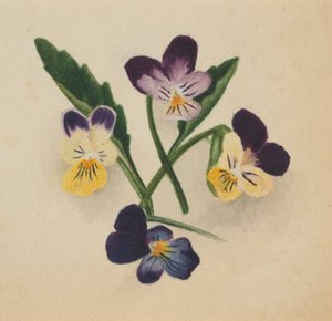 Zonder titel (Viooltjes) door Mary Vaux Walcott