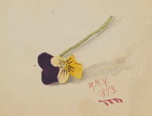 Zonder titel (Viooltje) door Mary Vaux Walcott