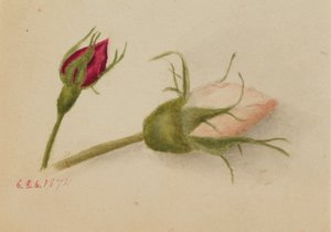 Zonder titel (Rozenknoppen) door Mary Vaux Walcott