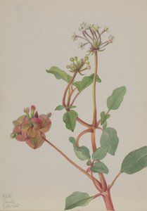 Zonder titel (Tripterocalyx pedunculatus)