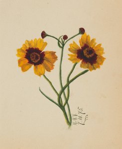 Zonder titel, 1875