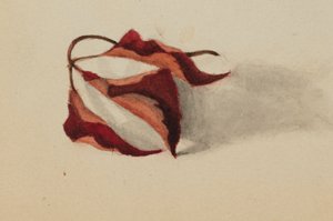 Ongenaamd Gekrulde Herfstbladeren, 1872 door Mary Vaux Walcott