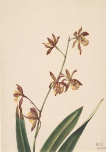 Ongenoemde Bloemenstudie, 1924