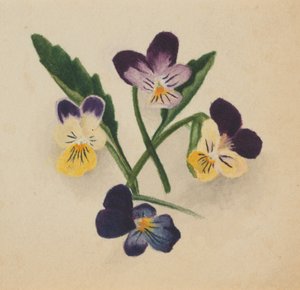Naamloze Viooltjes, 1874 door Mary Vaux Walcott