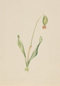 Naamloze Plantstudie, ca. begin jaren 1930