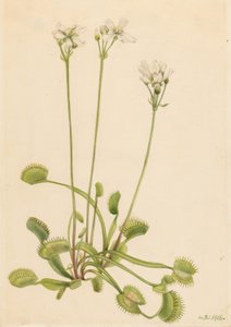 Venus vliegenval (Dionaea muscipula)