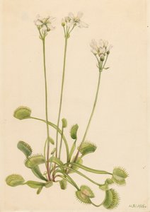 Venusvliegenvanger Dionaea muscipula, 1918