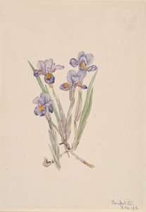 Voorjaarsiris Iris verna door Mary Vaux Walcott