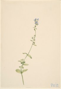 Veronica serpyllifolia