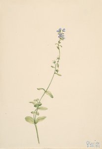 Veronica serpyllifolia, 1911 door Mary Vaux Walcott