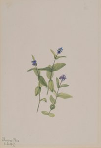 Veronica wormskjoldii