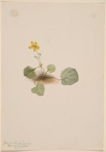 Viola orbiculata
