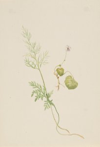 Viola palustris