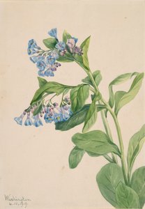 Virginia Bluebells Mertensia virginica, 1919
