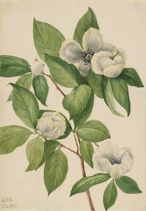 Virginia Stewartia (Stewartia malachodendron) door Mary Vaux Walcott