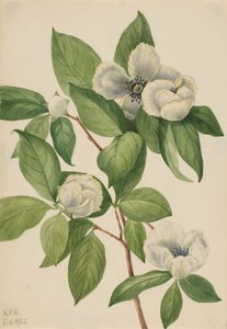Virginia Stewartia Stewartia malachodendron door Mary Vaux Walcott