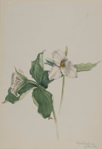 Wakkerborstje (Trillium grandiflorum) door Mary Vaux Walcott