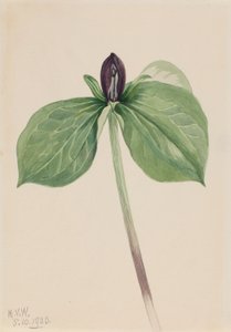 Wakerborstje (Trillium sessile)