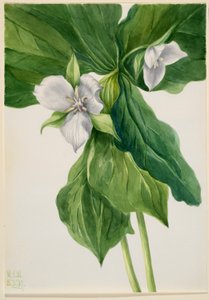 Wakker roodborstje (Trillium simile)