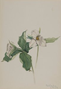 Wake-Robin Trillium grandiflorum, 1918 door Mary Vaux Walcott