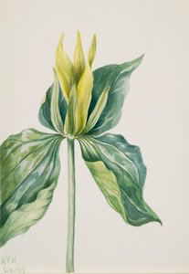 Wake-Robin Trillium underwoodii, 1937 door Mary Vaux Walcott