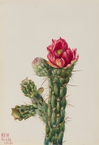 Wandelstokcholla (Opuntia imbricata)