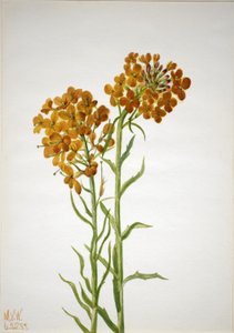 Muurbloem (Erysimum wheeleri)