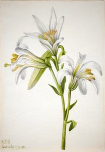 Washingtonlelie (Lilium washingtonianum)