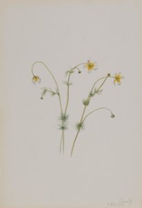 Moeraswolf (Batrachium trichophyllum) door Mary Vaux Walcott
