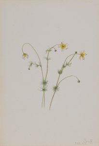 Waterranonkel Batrachium trichophyllum, 1918 door Mary Vaux Walcott