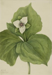 Wax Trillium Trillium album, 1921 door Mary Vaux Walcott