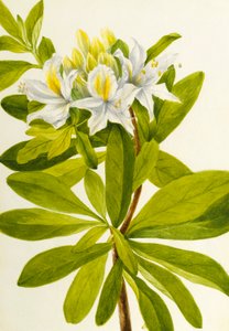 Westelijke Azalea (Rhododendron occidentale)