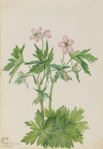 Westelijke Ooievaarsbek Geranium viscosissimum, 1925 door Mary Vaux Walcott
