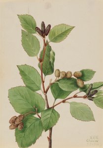 Westerse groene els Alnus sinuata