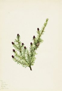 Hemlock (Tsuga heterophylla) door Mary Vaux Walcott
