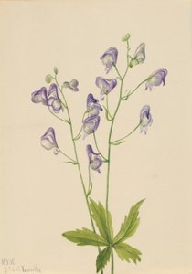 Westelijke monnikskap (Aconitum columbianum) door Mary Vaux Walcott